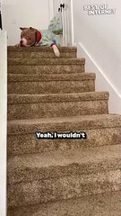 Adorable Puppy Conquers Stairs in Cute Onesie! 🐶