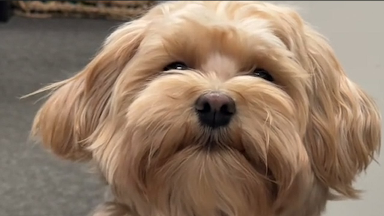 Elle surprend son chien en flagrant délit de bêtise : il tente le tout pour le tout (vidéo)