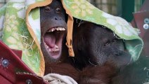 New orangutans at Port Lympne