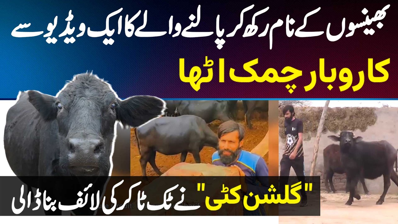 TikToker Anjum Katti Wala TikTok Par Apni Bhainson Ke Sath Videos Bana Kar Viral Ho Gaya