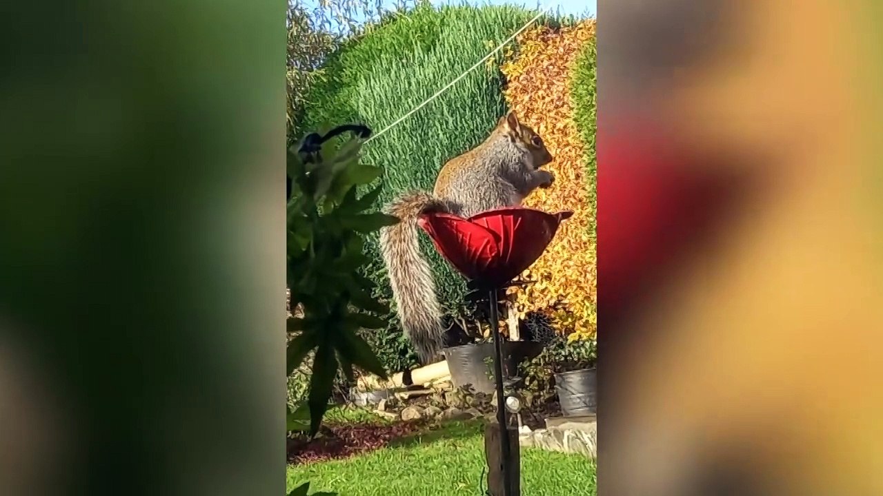 Squirrel enjoying enjoying his nuts in the garden at Dronfield