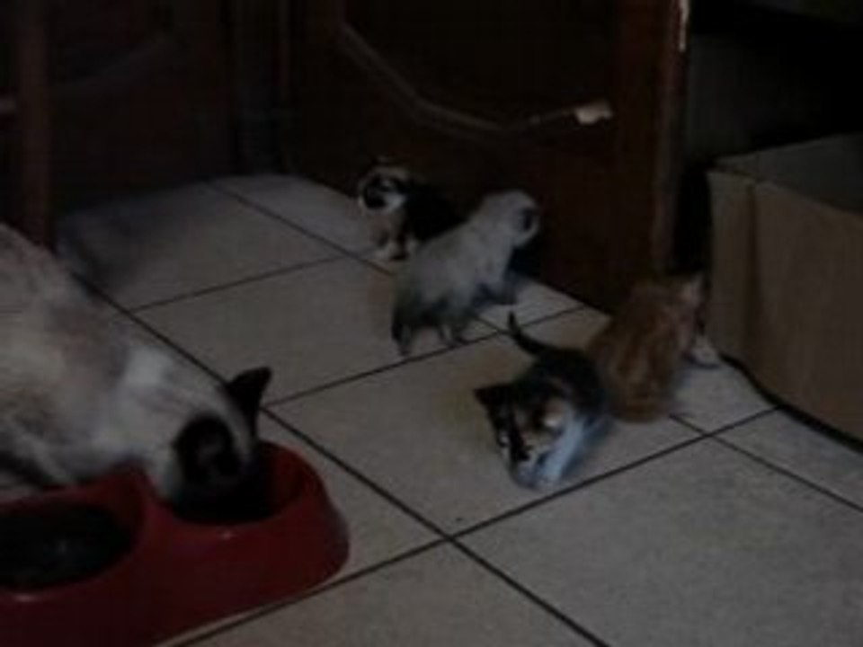 4 des petits chatons de Papillon à 23 jours avec Blanco