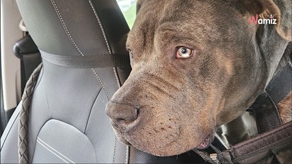 Retiré de maltraitance il y a un an, ce chien attend toujours de trouver des maîtres qui sauront lui redonner confiance