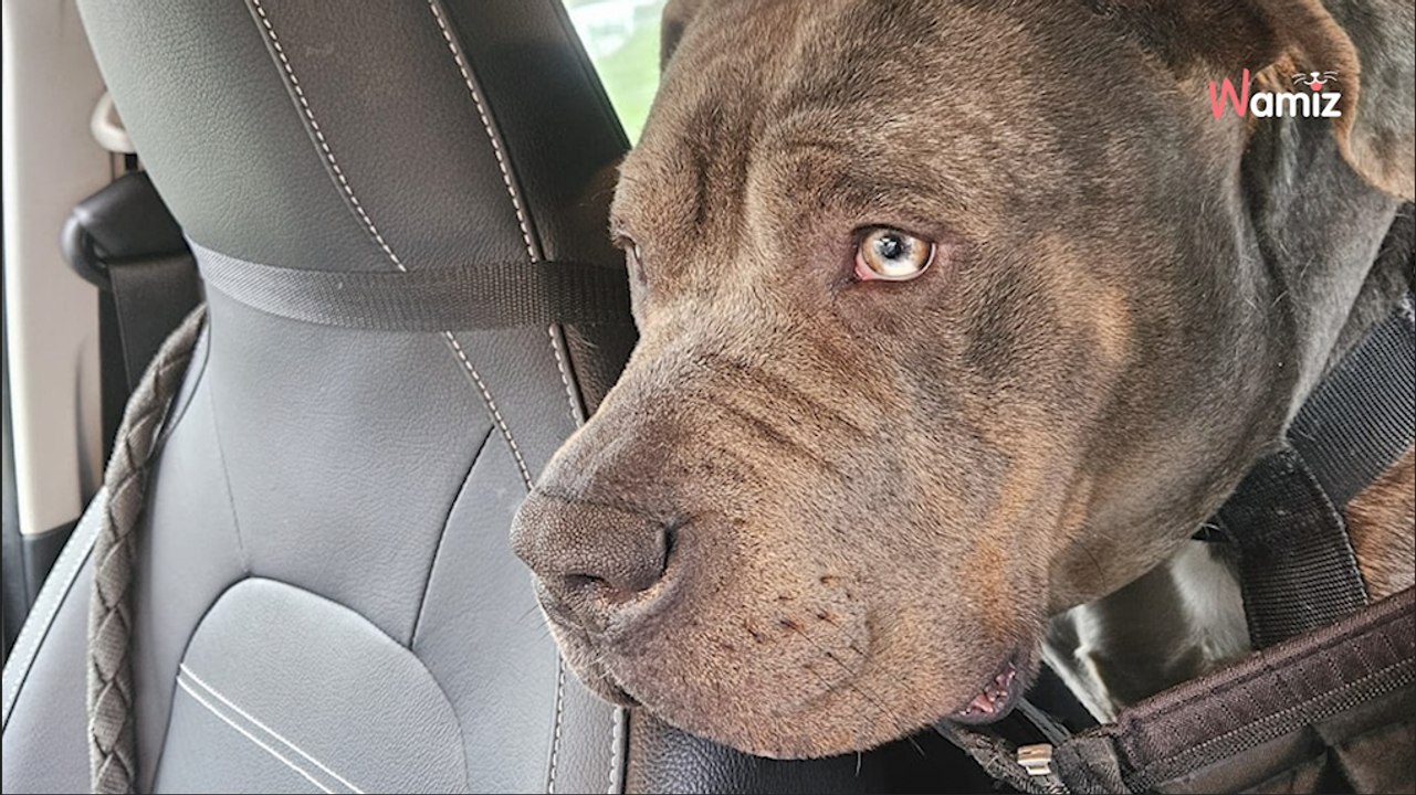 Retiré de maltraitance il y a un an, ce chien attend toujours de trouver des maîtres qui sauront lui redonner confiance