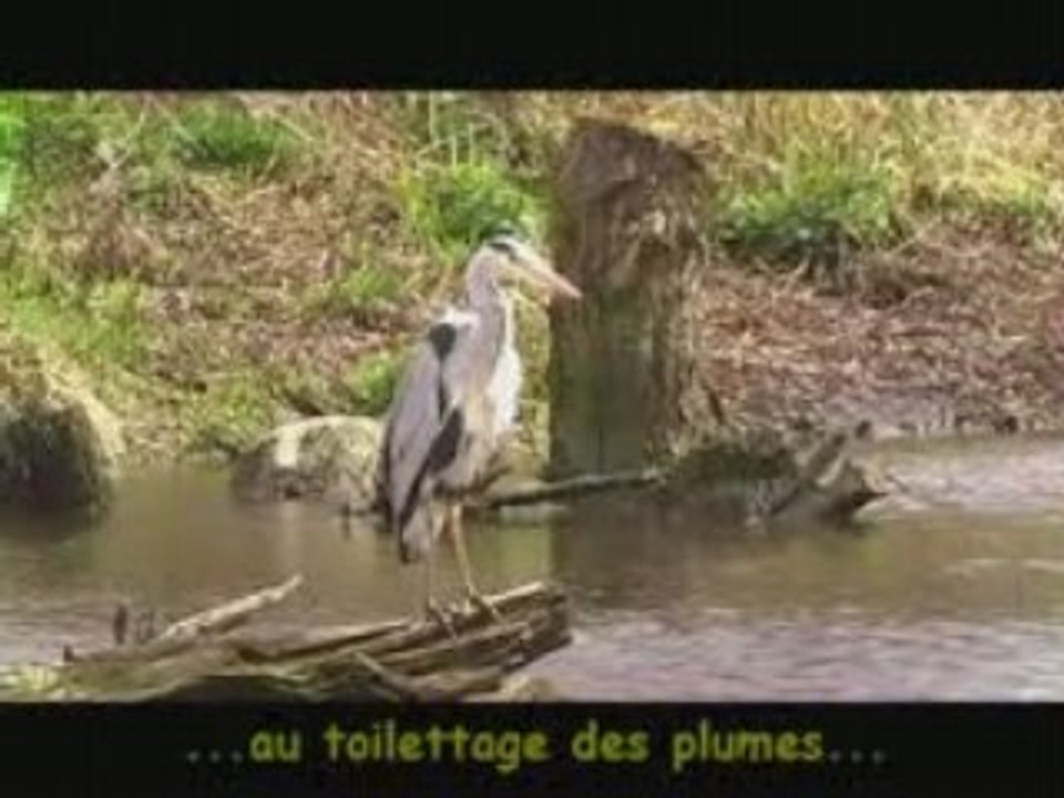 Heron_cendre