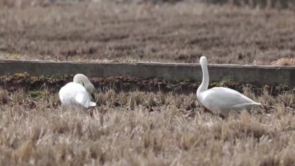 [울산] 멸종 위기 야생생물 1급 '고니' 울산에서 첫 발견 / YTN