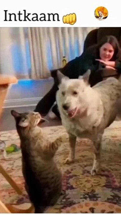 cats revenge from dog| revenge of cat
