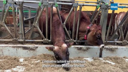 En Hongrie : Il transforme à la ferme le lait de ses 50 Jersiaises