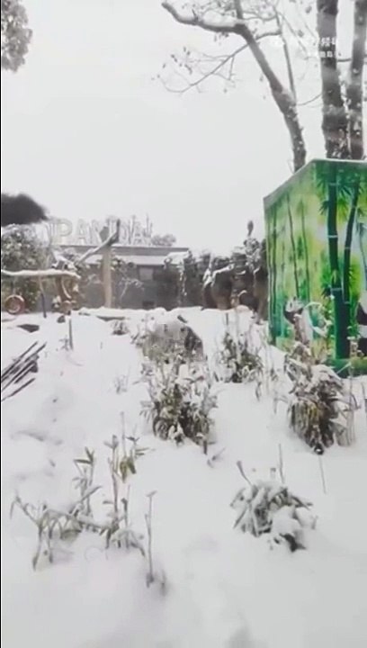 Un peu de neige et ce panda est au paradis