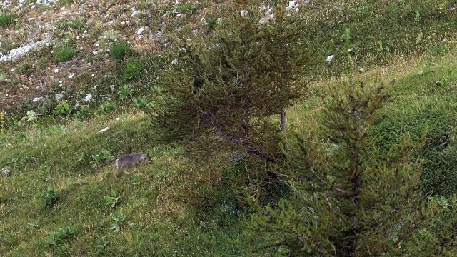 Marche avec les loups (2019) - Bande annonce