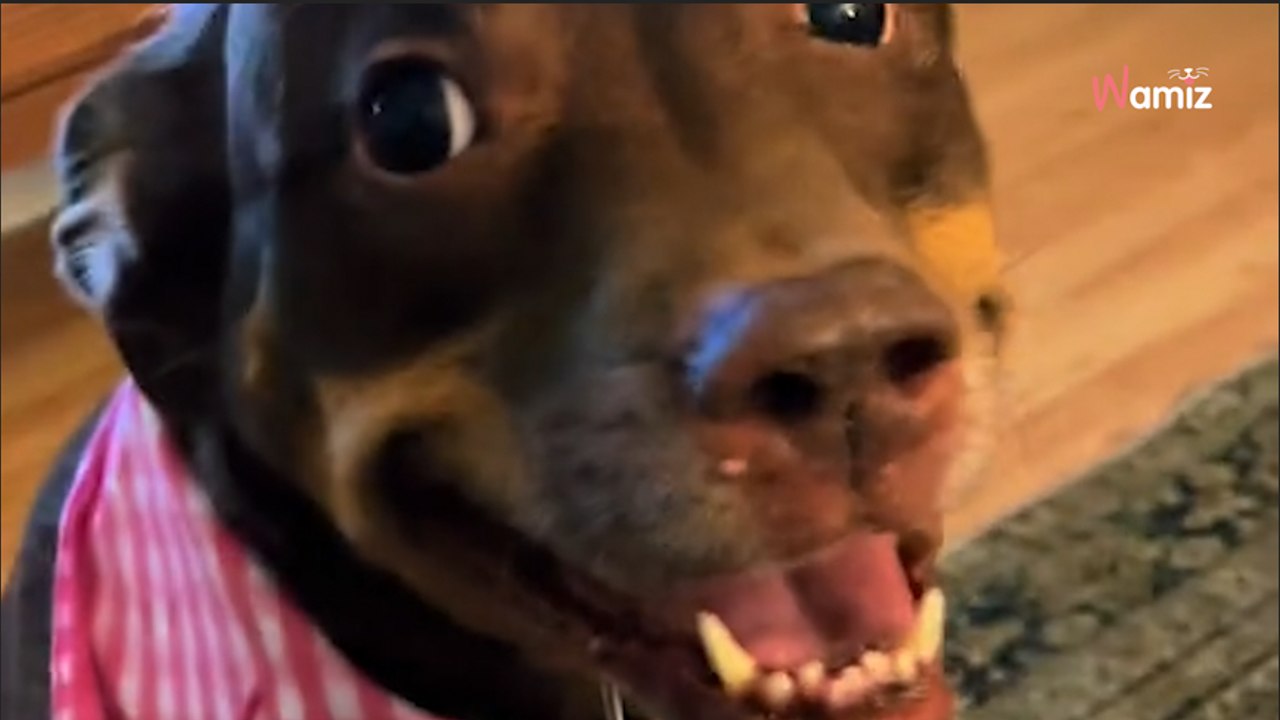 Ce chien adopté en refuge a une réaction irrésistible pendant sa fête d'anniversaire (vidéo)