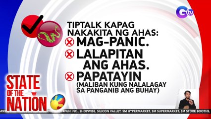 Tips sakaling makakita ng ahas | SONA