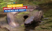 Igat sa Cavite, umaabot ng hanggang 70 inches ang haba?! | I Juander