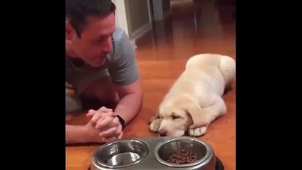 Funniest Animals - Awesome cute Pet Animals' Life Videos