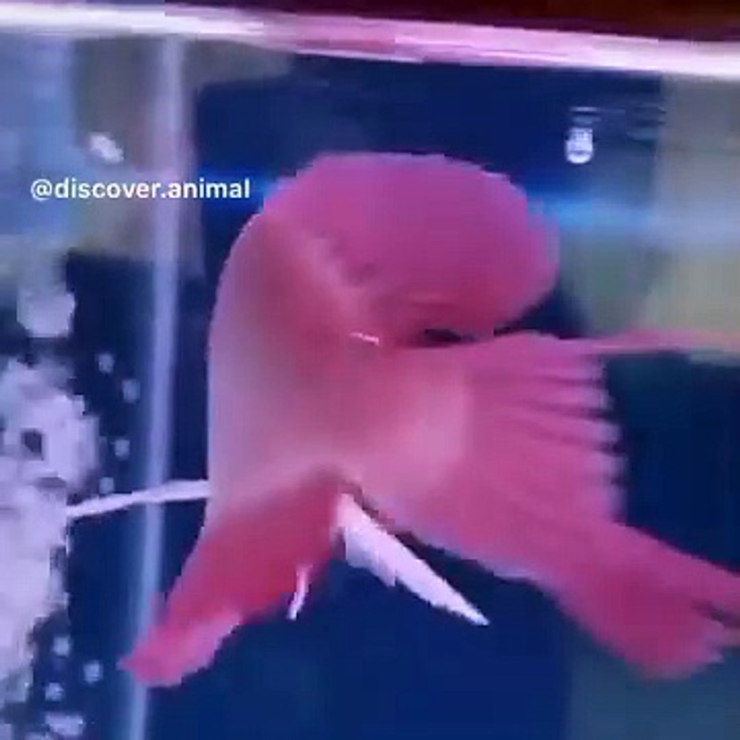 ⁣Funniest Animals  - Awesome Funny Animals' Life Videos  - Cutest Animals Ever