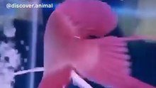 Funniest Animals  - Awesome Funny Animals' Life Videos  - Cutest Animals Ever