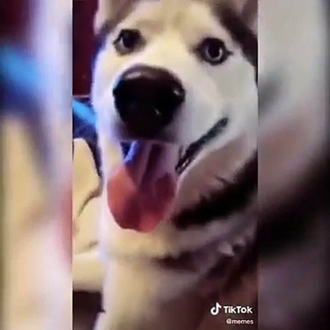 ⁣Funniest Animals  - Awesome Funny Animals' Life Videos  - Cutest Animals Ever
