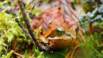 100 Facts About Amphibians