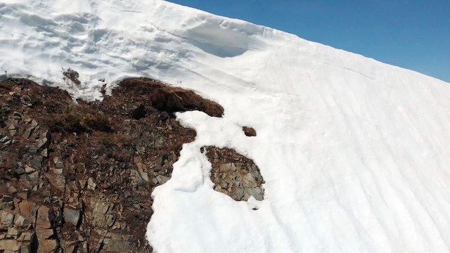 Fallen Bear Cub Climbs Back to Mama