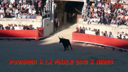POURPIER manade SAUMADE 2016