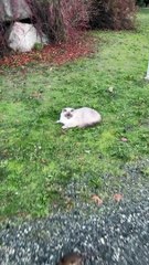 Fluffy Neighborhood Cat Follows a Mouse Across the Street