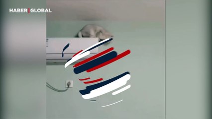 Duvardan patileriyle indi! Gören örümcek adamın kedisi sandı