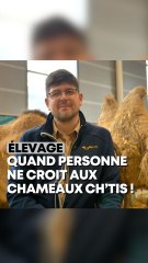 Les chameaux du Nord étaient présents au Salon de l’Agriculture
