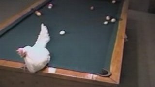 Biliard- Chicken Snooker