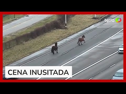 Cavalos escapam de estábulo e são flagrados no meio de rodovia movimentada nos EUA
