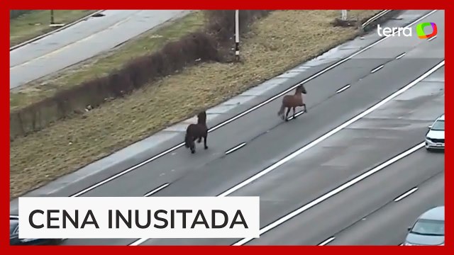 Cavalos escapam de estábulo e são flagrados no meio de rodovia movimentada nos EUA