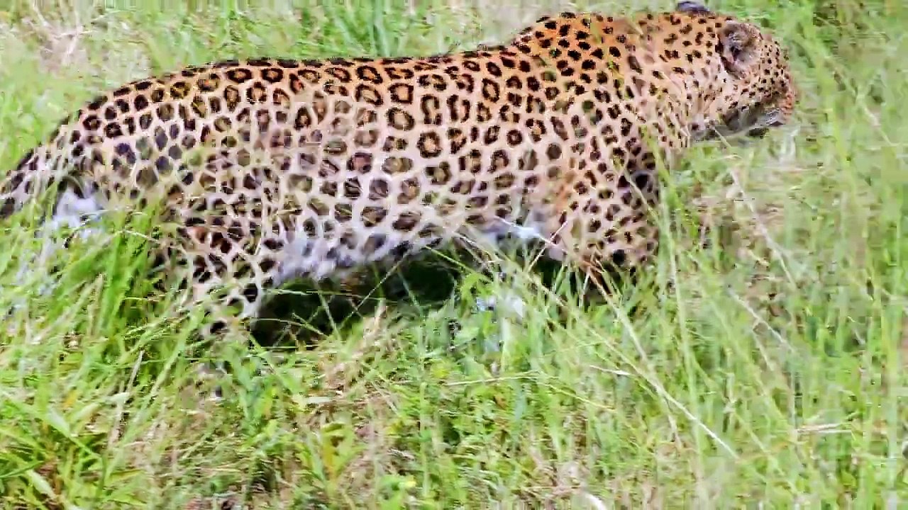 Two Month Old Leopard Cubs Eat Meat For First Time