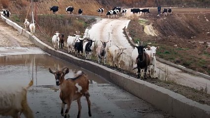 لحم الغنم فوائده عديدة تعرف عليها