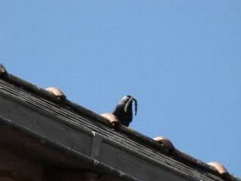 Vidéo de choucas des toures