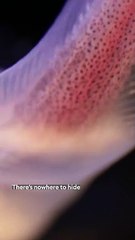 the ‘twilight zone’ and how they’re vital to our oceans at thein bio