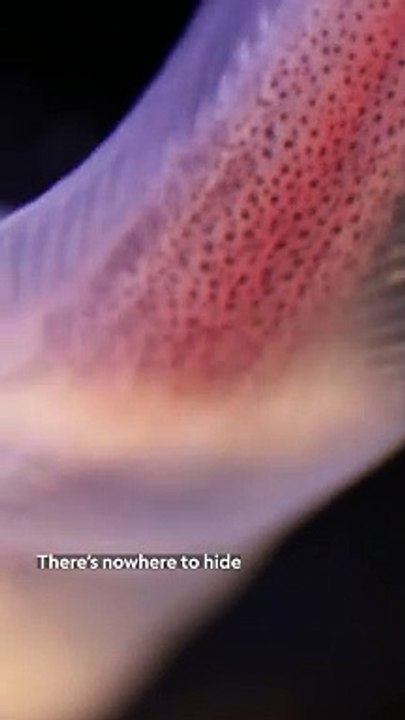 the ‘twilight zone’ and how they’re vital to our oceans at thein bio