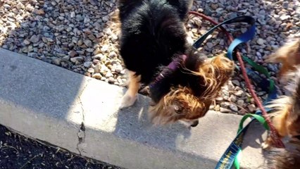 Ozzyta Villanova; as Ozzyta leader, Villanova follower, as long as I keep Ozzyta close all's good VID_20240302_160441768