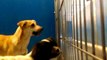 Old film❤️Angelica(Oreo) 1y A593770 Shih Tzu Adopted3-19-2017 Foxy 2y A593766 Chihuahua Adopted 3-24-2017 under Tent kennel 191 Pima Animal Care Center❤️4000 N. Silverbell Tucson AZ 520-724-5900 on 3-17-2017old film