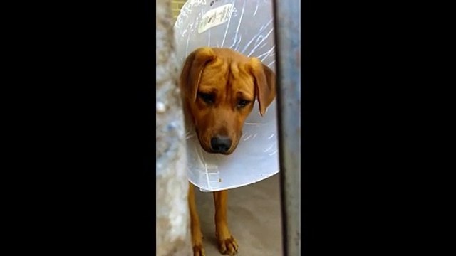 Old film❤️Okra 8mo. Pet Id 840324 Lab Retriever Smart Boy knows Sit & Lay Down kennel 7 Humane Society of Southern Arizona❤️ 3450 N. Kelvin Tucson AZ 520-327-6088 on 3-26-2017adopted6-16-2017old film