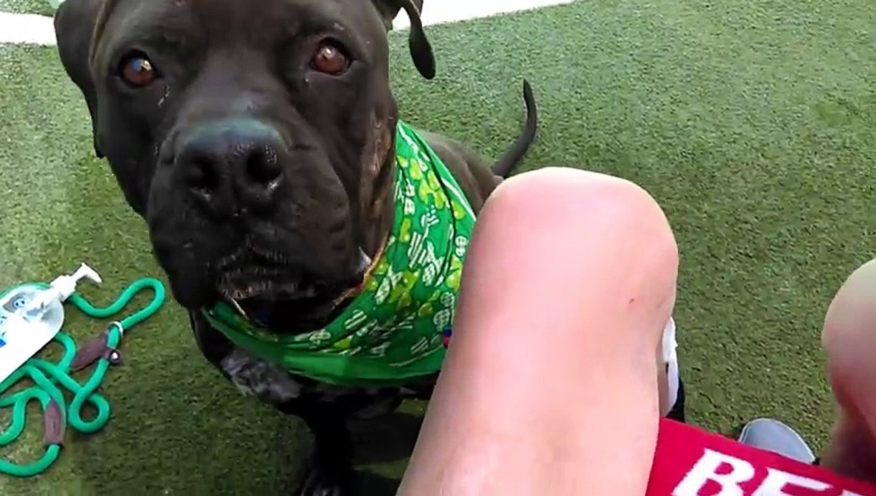 Old film❤️Max 4y A478059 Pit Bull practicing sitting & Playing Hide & Seek kennel 66 Pima Animal Care Center❤️4000 N. Silverbell Tucson AZ 520-724-5900 on 3-25-17adopted4-4-2017old film