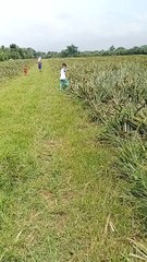 kuha ng pinya