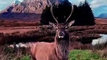 Majestic Scottish Red Deer