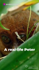 world-s-weirdest-creatures-a-peek-into-2024-03-03_DPStvBqk