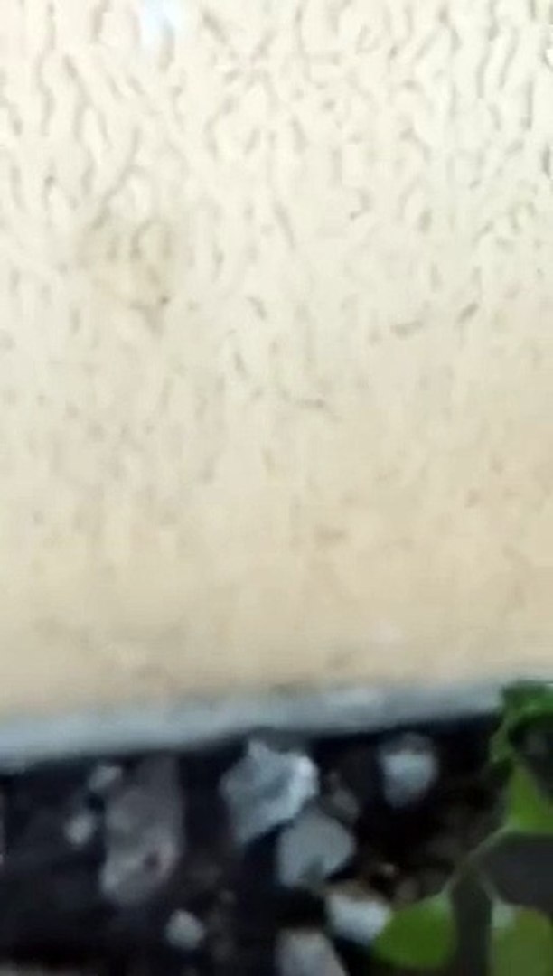 ⁣metal gardening