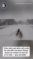 Huskies Bound Through Deep Snow as Blizzard Hits Tahoe