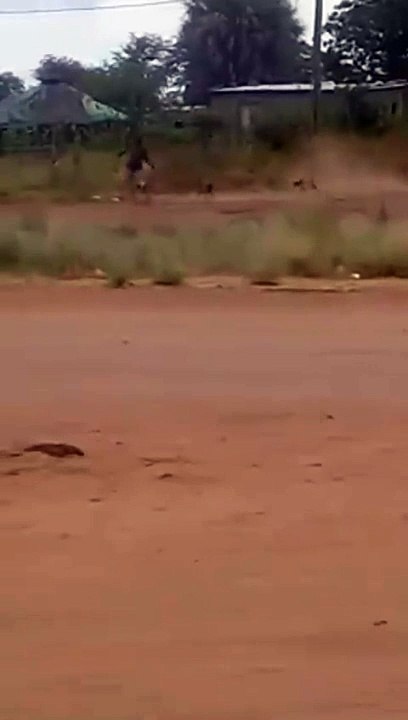 Chased by Abandoned Dogs