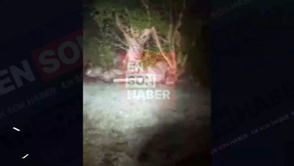 Yeni Zelanda'da nadir görülen boz kivi görüntülendi