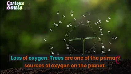 What if  Trees have disappeared from the world 