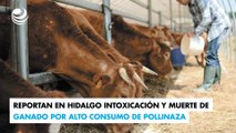 Reportan en Hidalgo intoxicación y muerte de ganado por alto consumo de pollinaza
