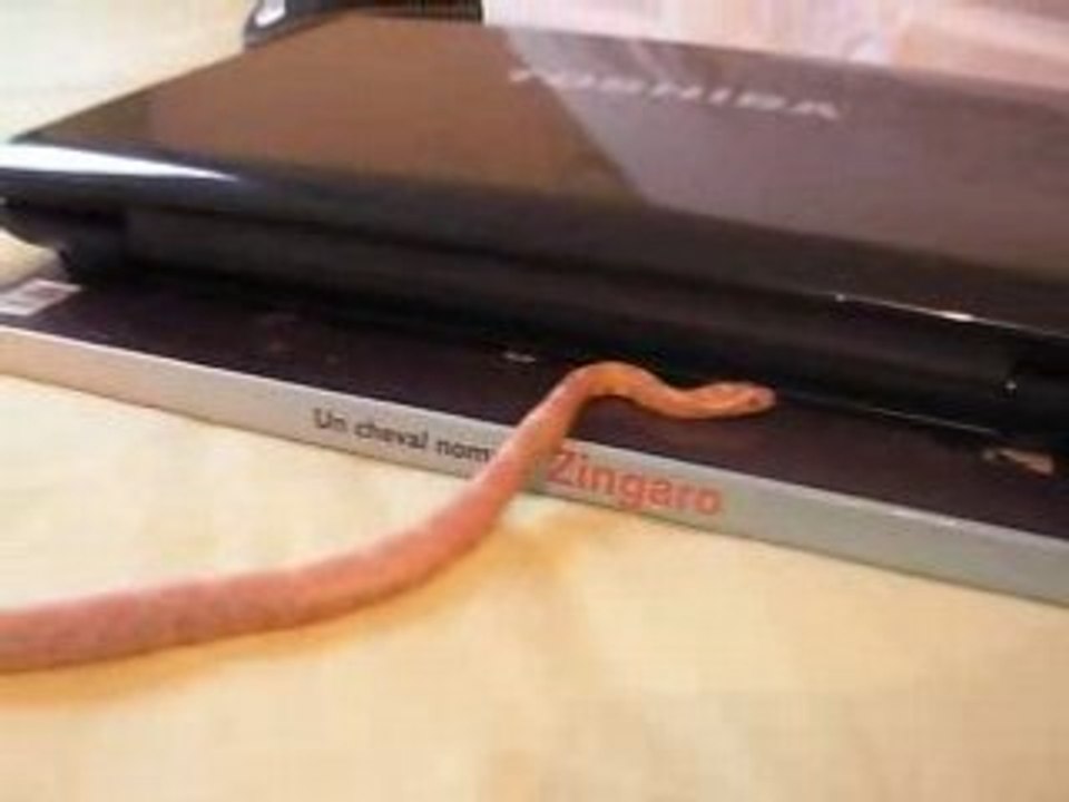 Mon serpent sur mon lit