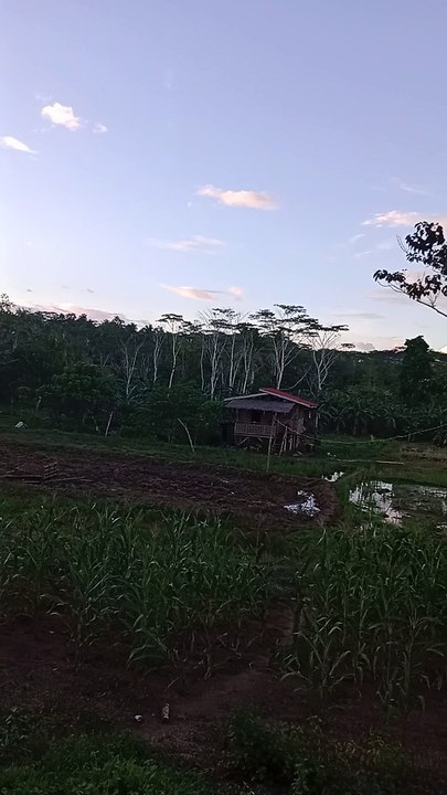 tambay sa bukid